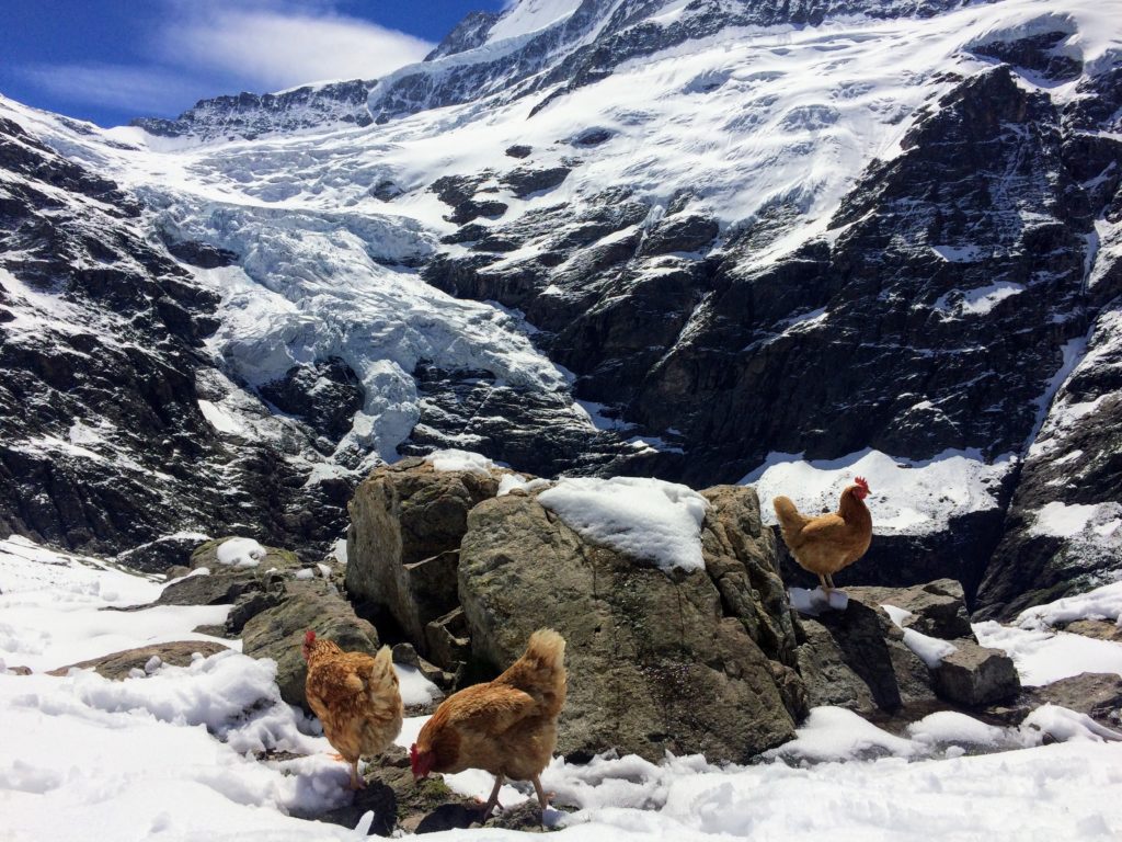 Wanderung zur Glecksteinhütte