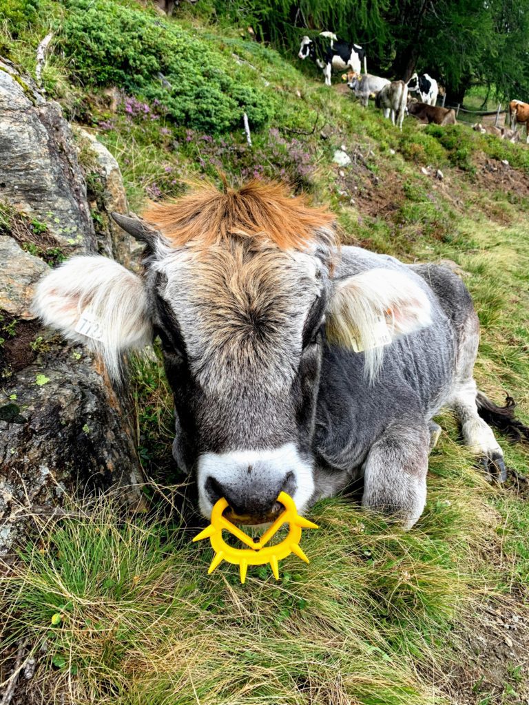 alpenüberquerung_mit_kindern