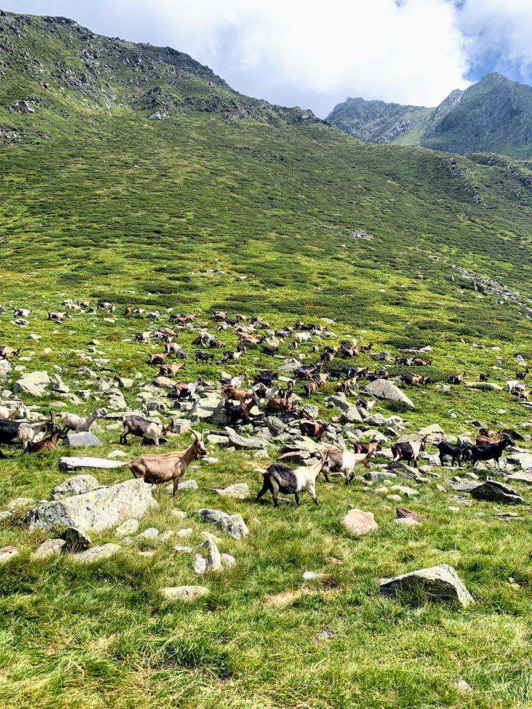 alpenüberquerung