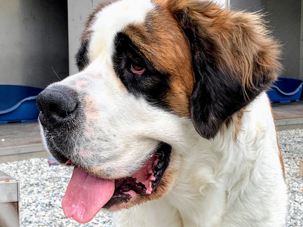 tour_du_st_bernard_