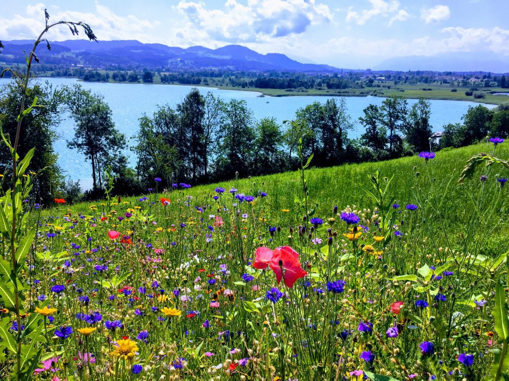 pfäffikersee_