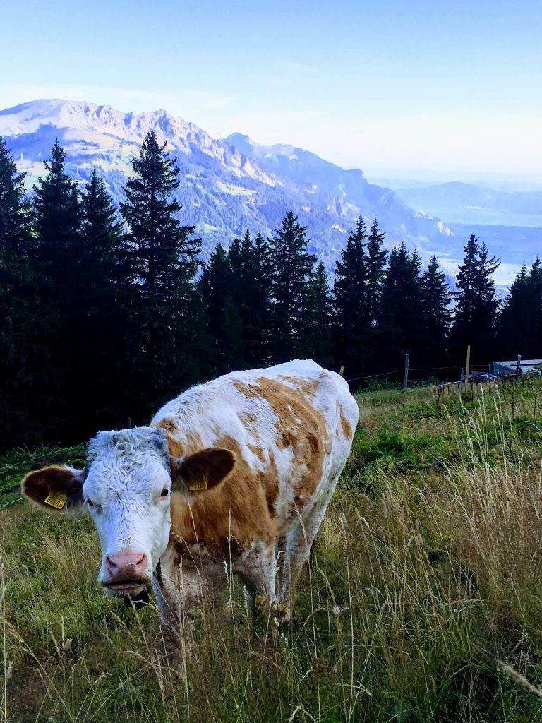 tour_des_dents_du_midi_