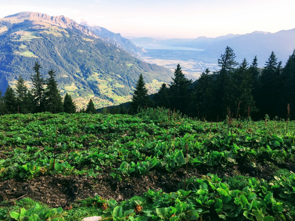 tour_des_dents_du_midi_