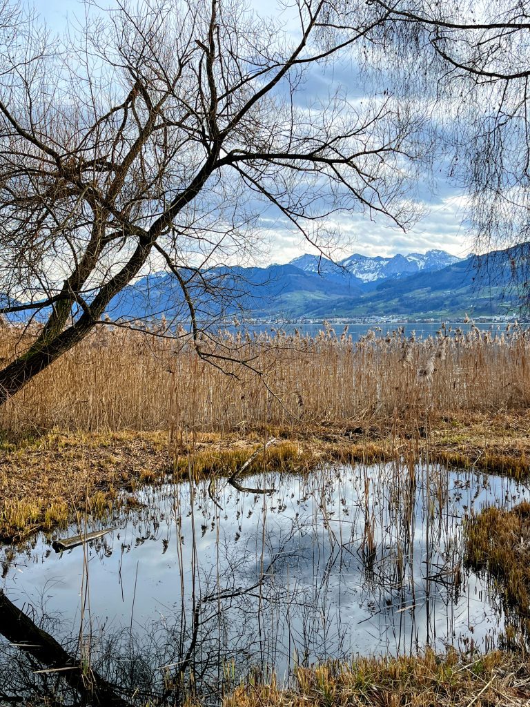 wanderung_pfäffikon_rapperswil_