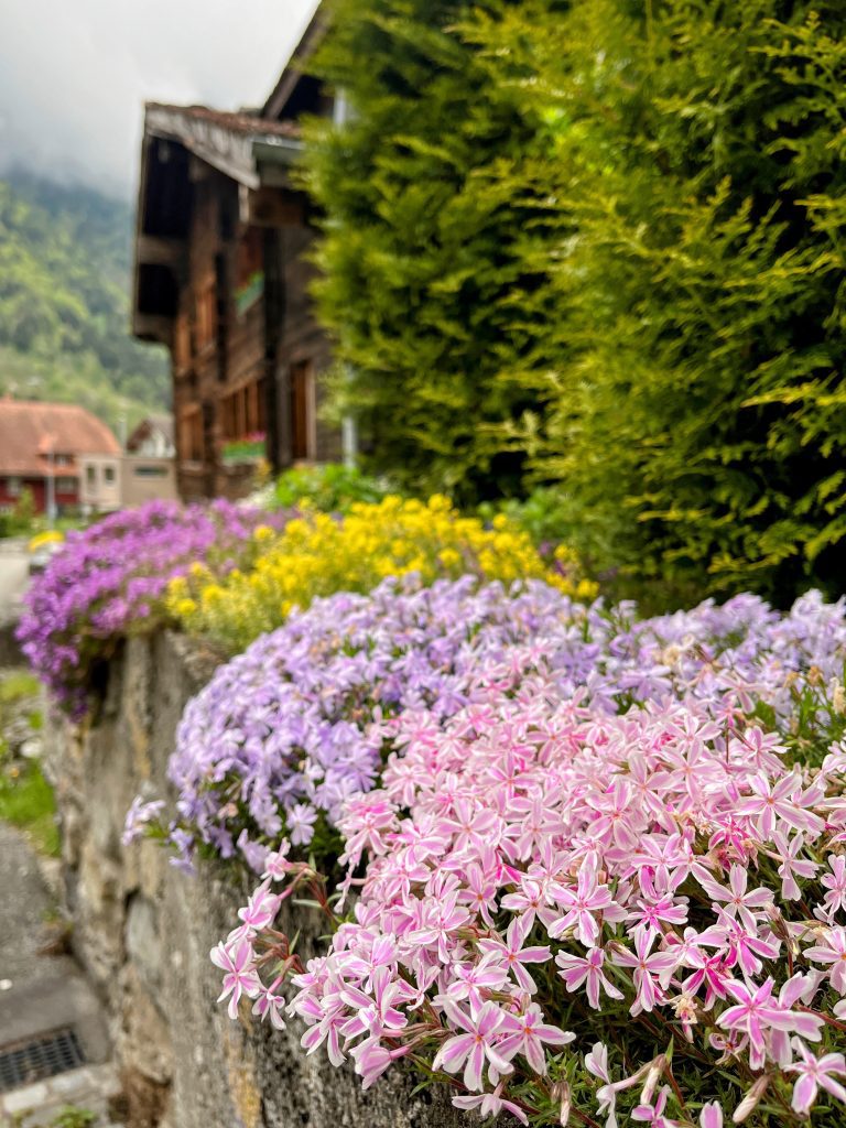 trans_swiss_trail_flüelen_amsteg_