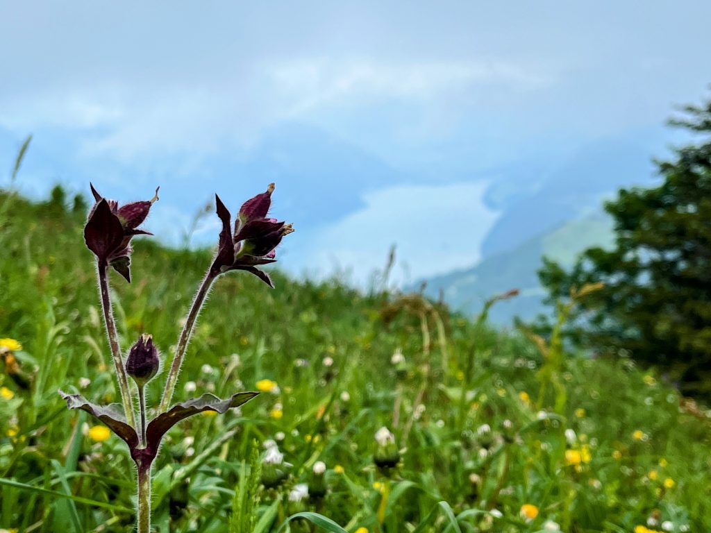 wanderung_buochershorn_