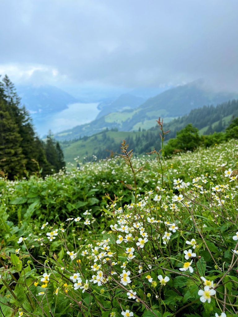 wanderung_buochershorn_