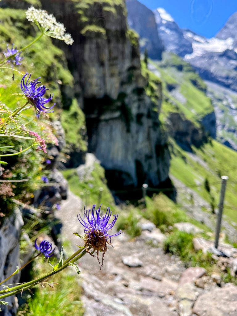 wanderung_via_alpina_blüemlisalphütte_kandersteg_