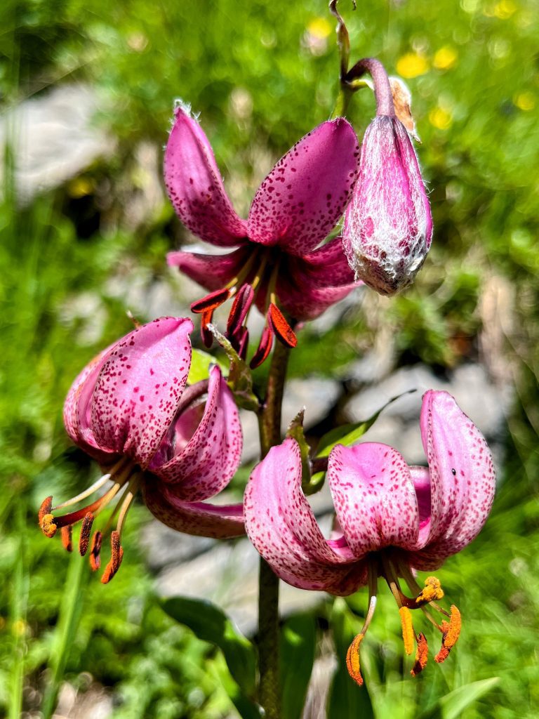 wanderung_via_alpina_etappe_14_kandersteg_adelboden_