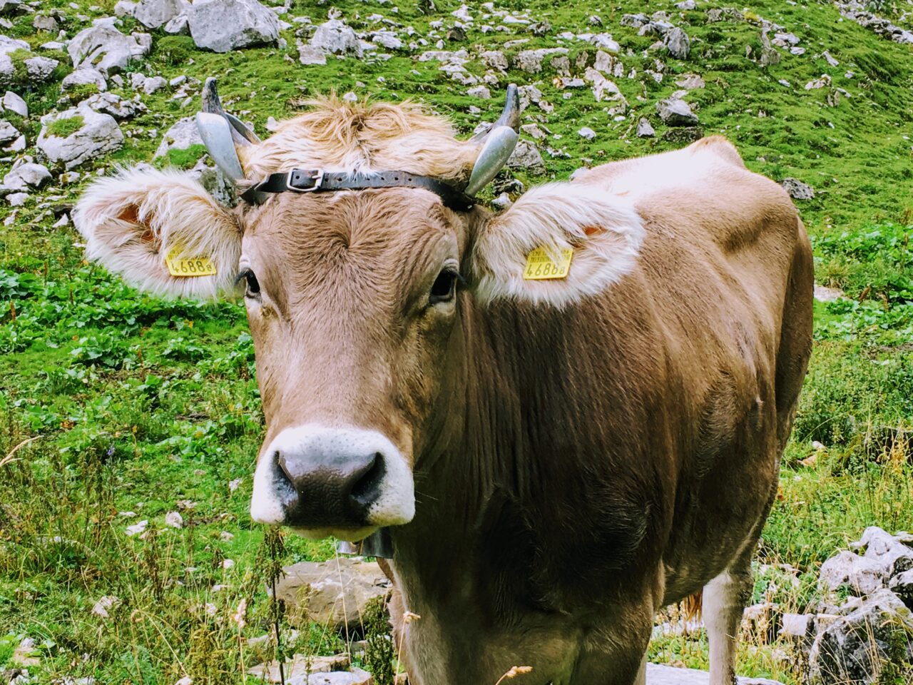 wanderung-hundsteinhütte-wildhaus-