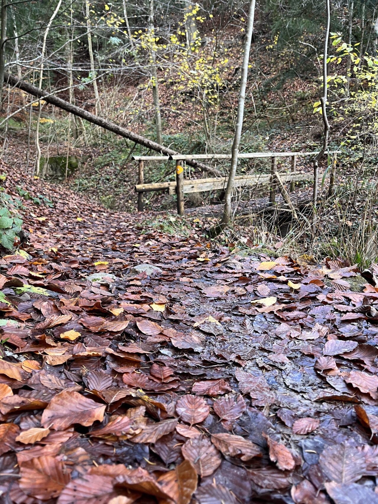 wanderung-teehütte-falletsche-