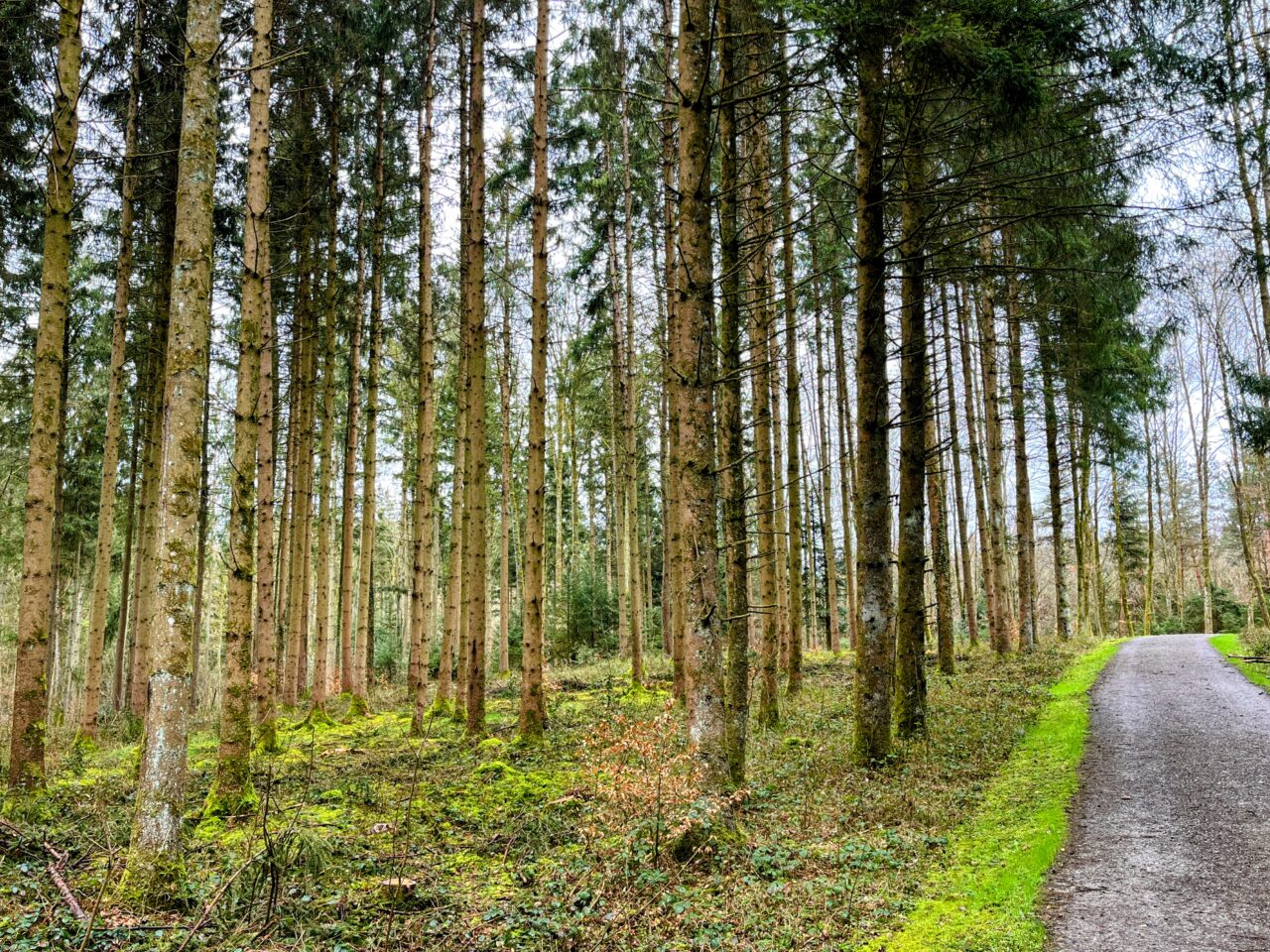 wanderung_hardwaldturm_