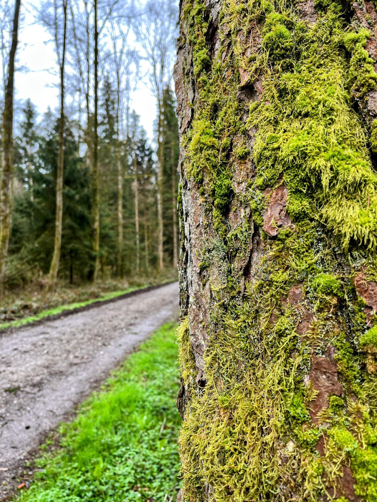 wanderung_hardwaldturm_