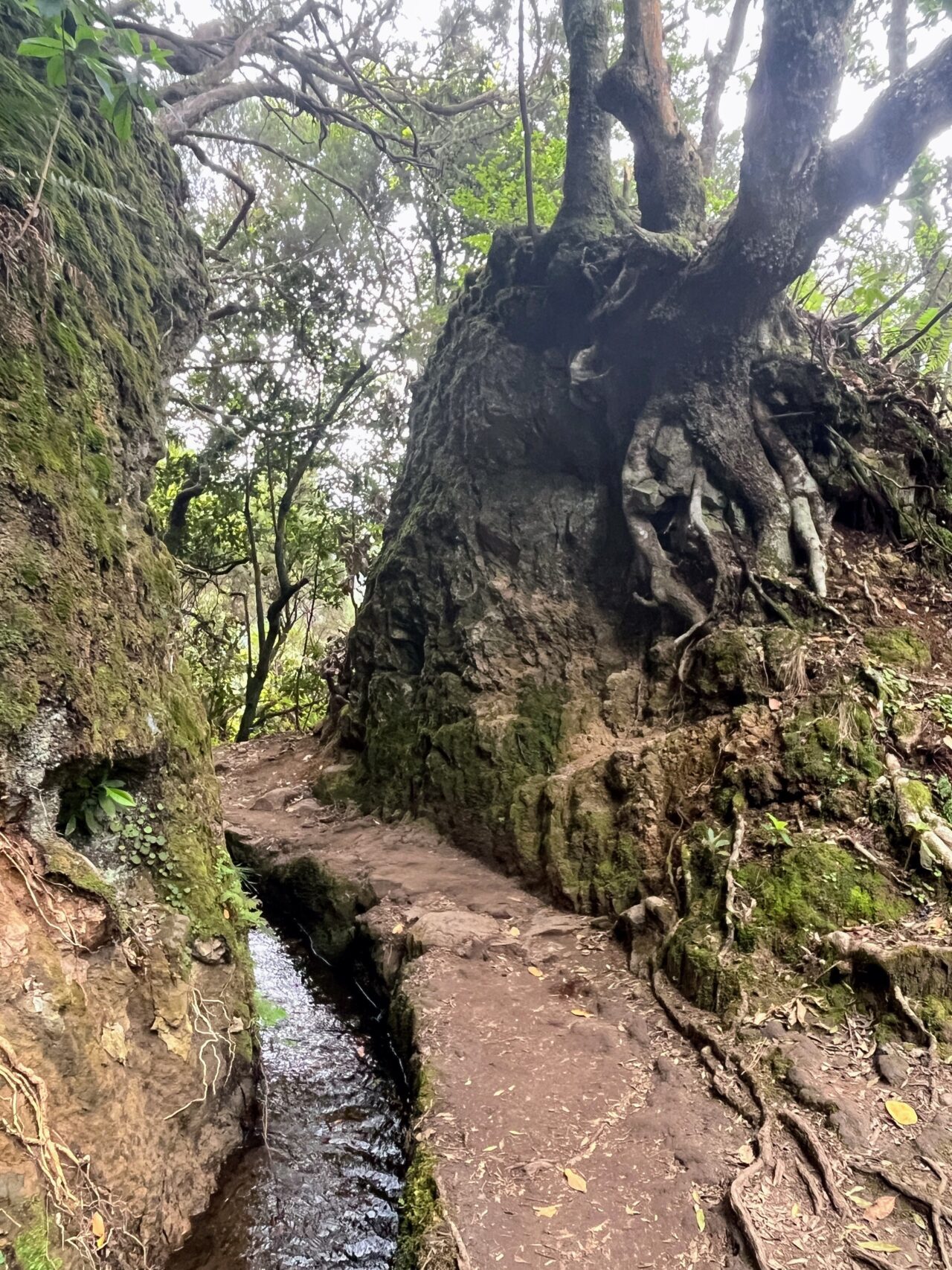 Wanderung_Levada_Caldeirao_Verde_