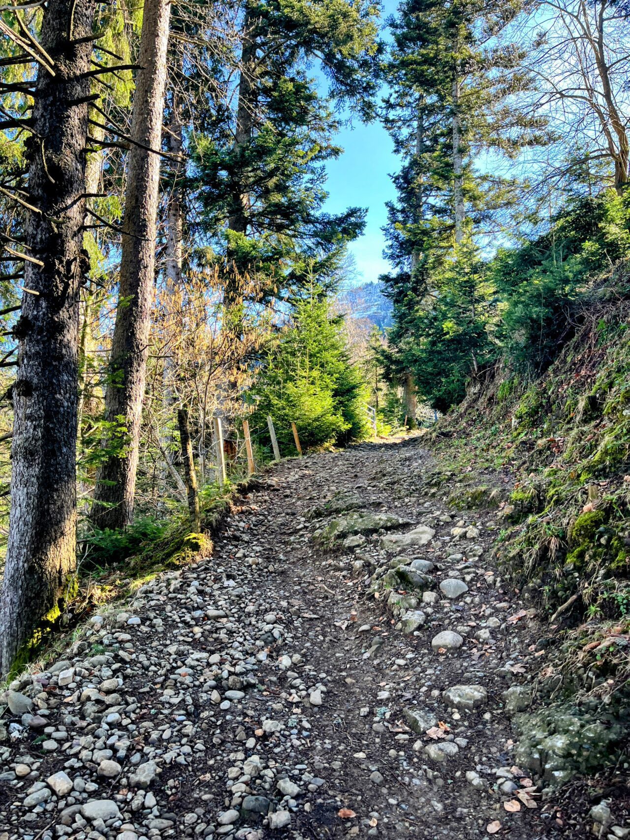 wanderung_greppen_rigi_