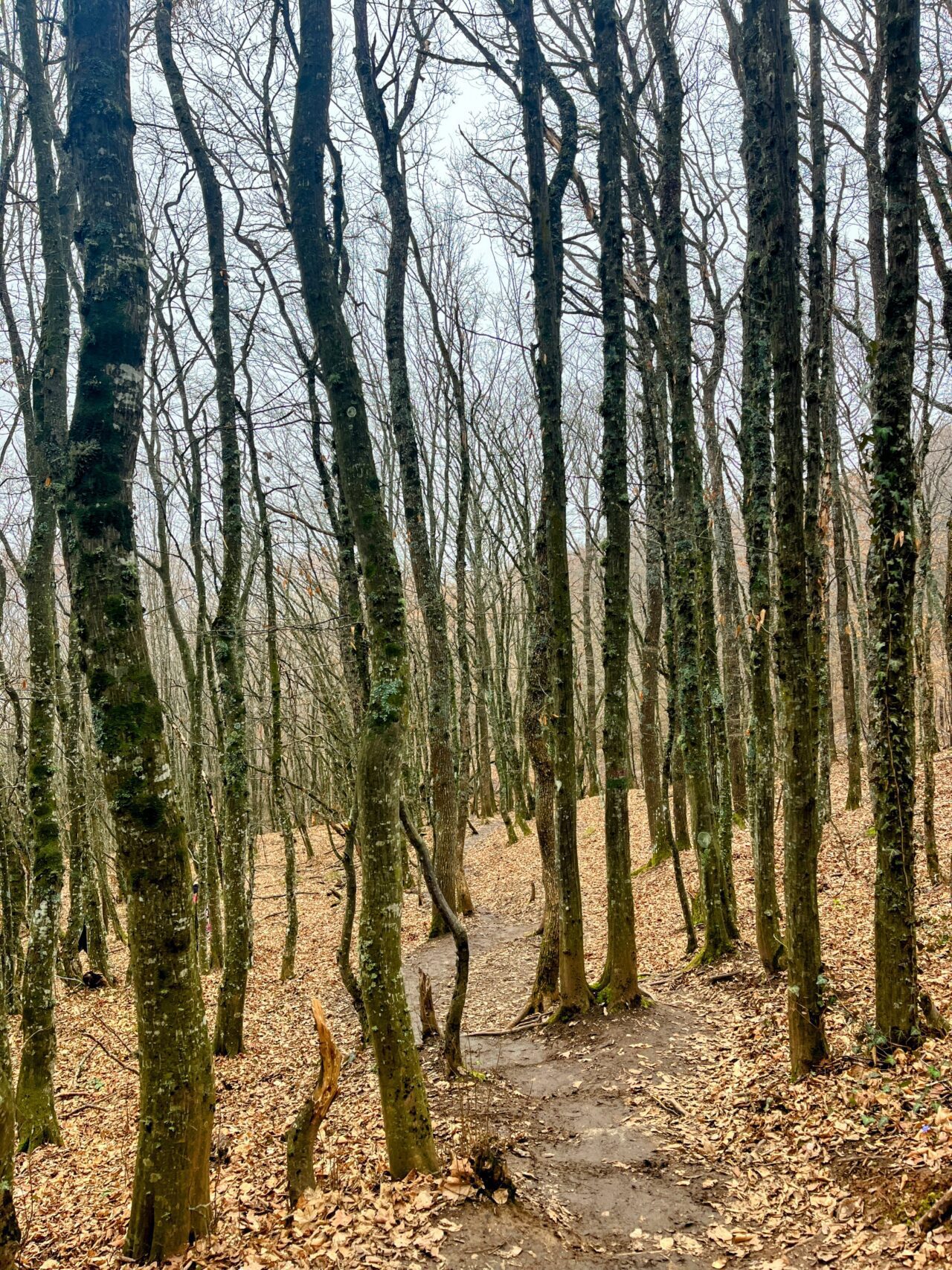 wanderung_skopje_vodno_matka_