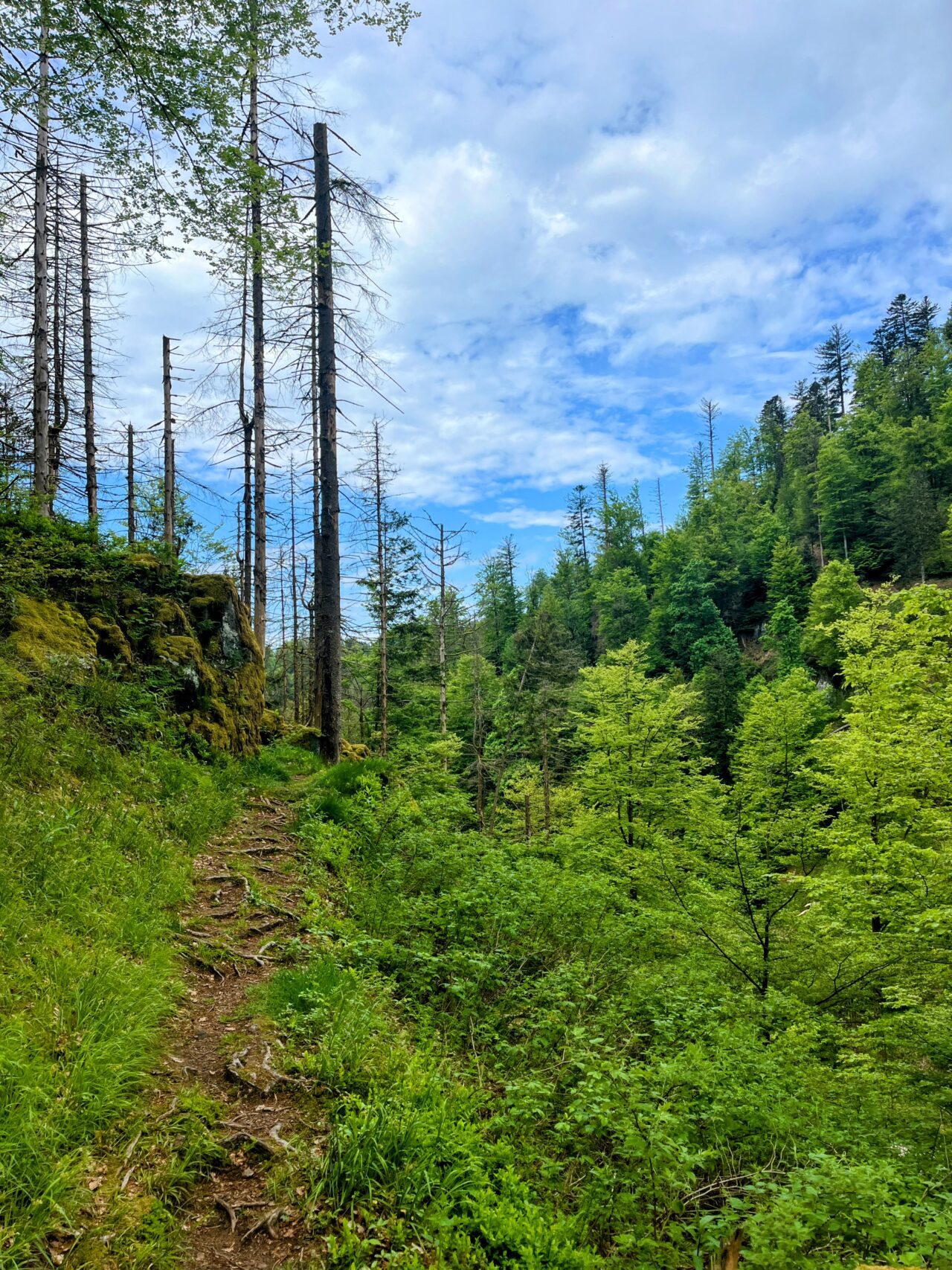 wanderung_schluchtensteig_etappe_5_todtmoos_wehr_