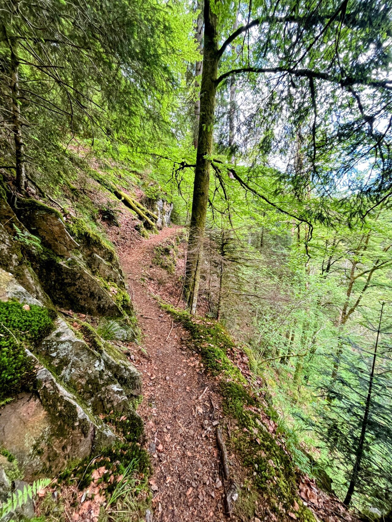 wanderung_schluchtensteig_etappe_5_todtmoos_wehr_