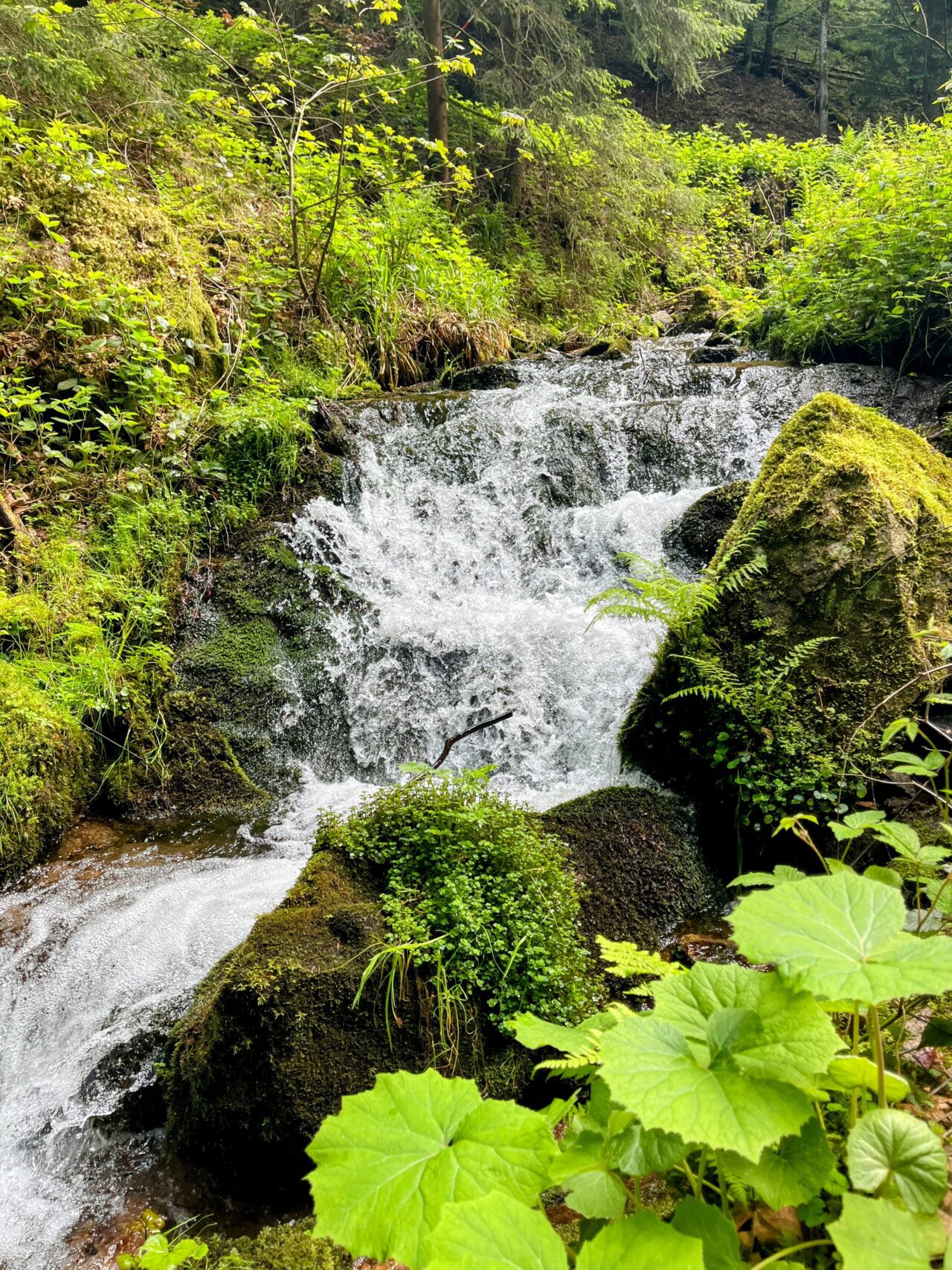 wanderung_schluchtensteig_etappe_5_todtmoos_wehr_
