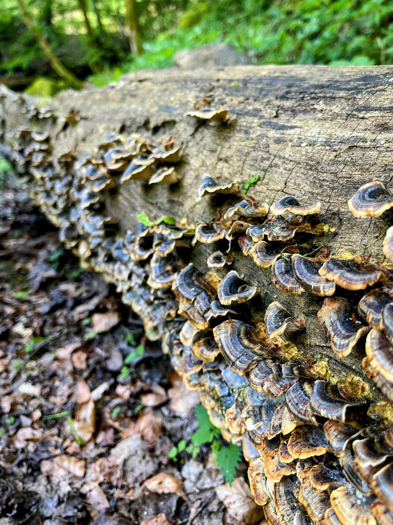 wanderung_schluchtensteig_etappe_5_todtmoos_wehr_