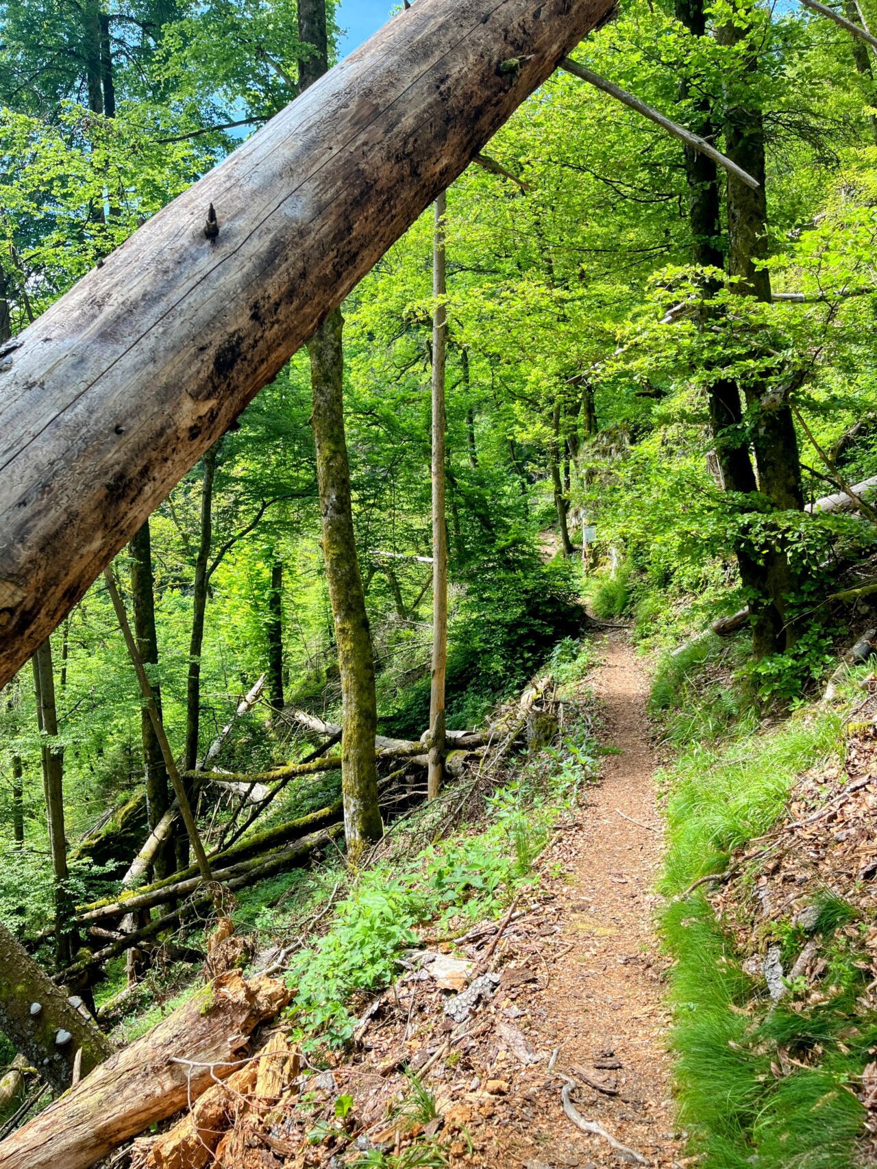 wanderung_schluchtensteig_etappe_5_todtmoos_wehr_