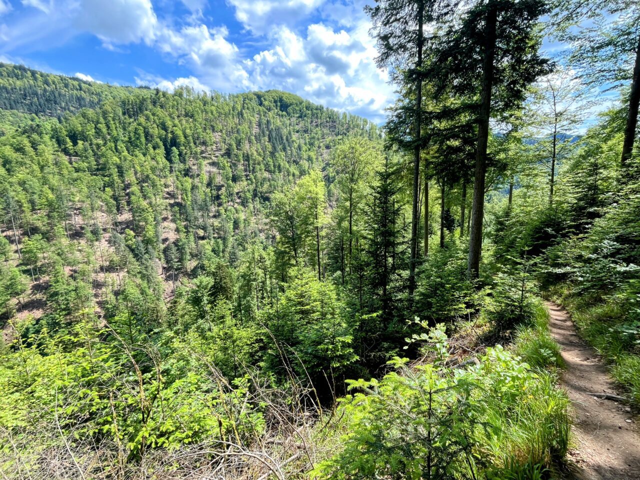 wanderung_schluchtensteig_etappe_5_todtmoos_wehr_
