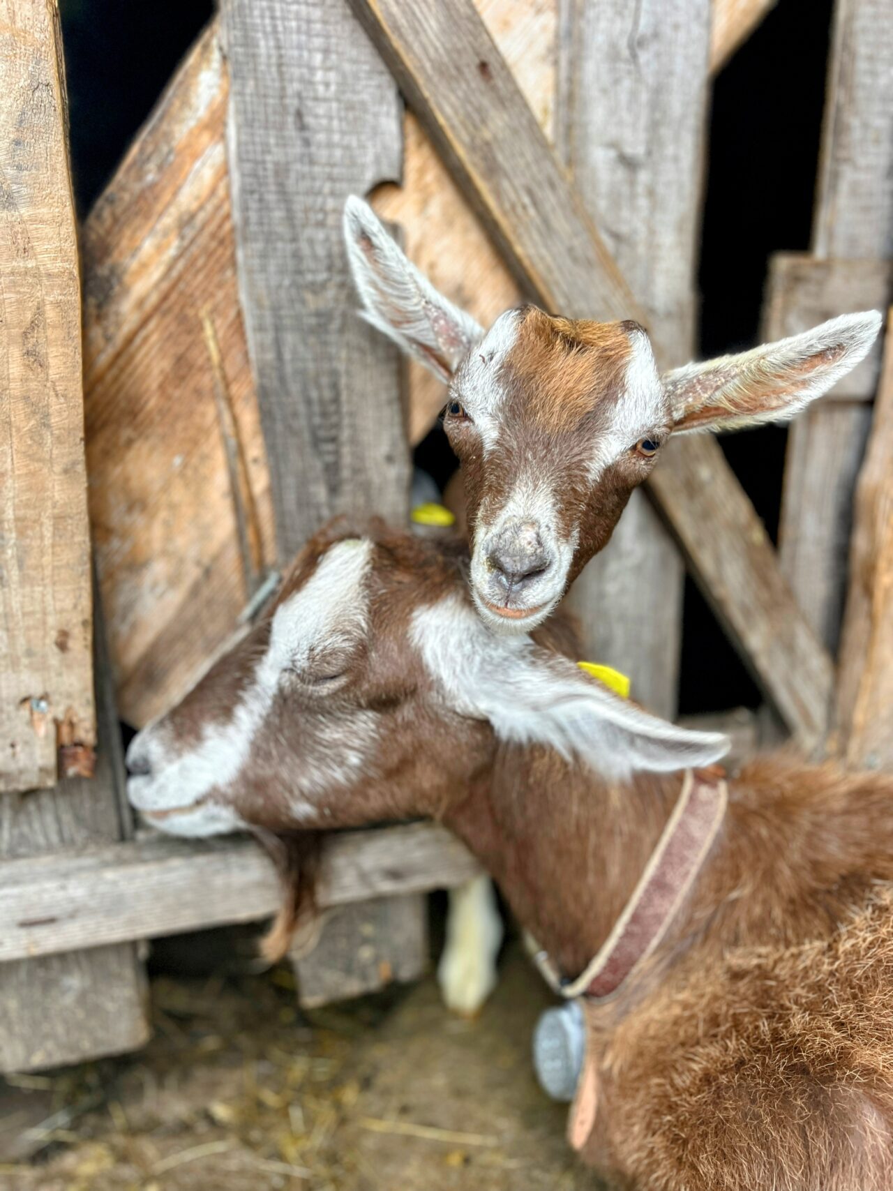 Wanderung_Alta_Via_Vallemaggia_Cimetta_Nimi_Brione_