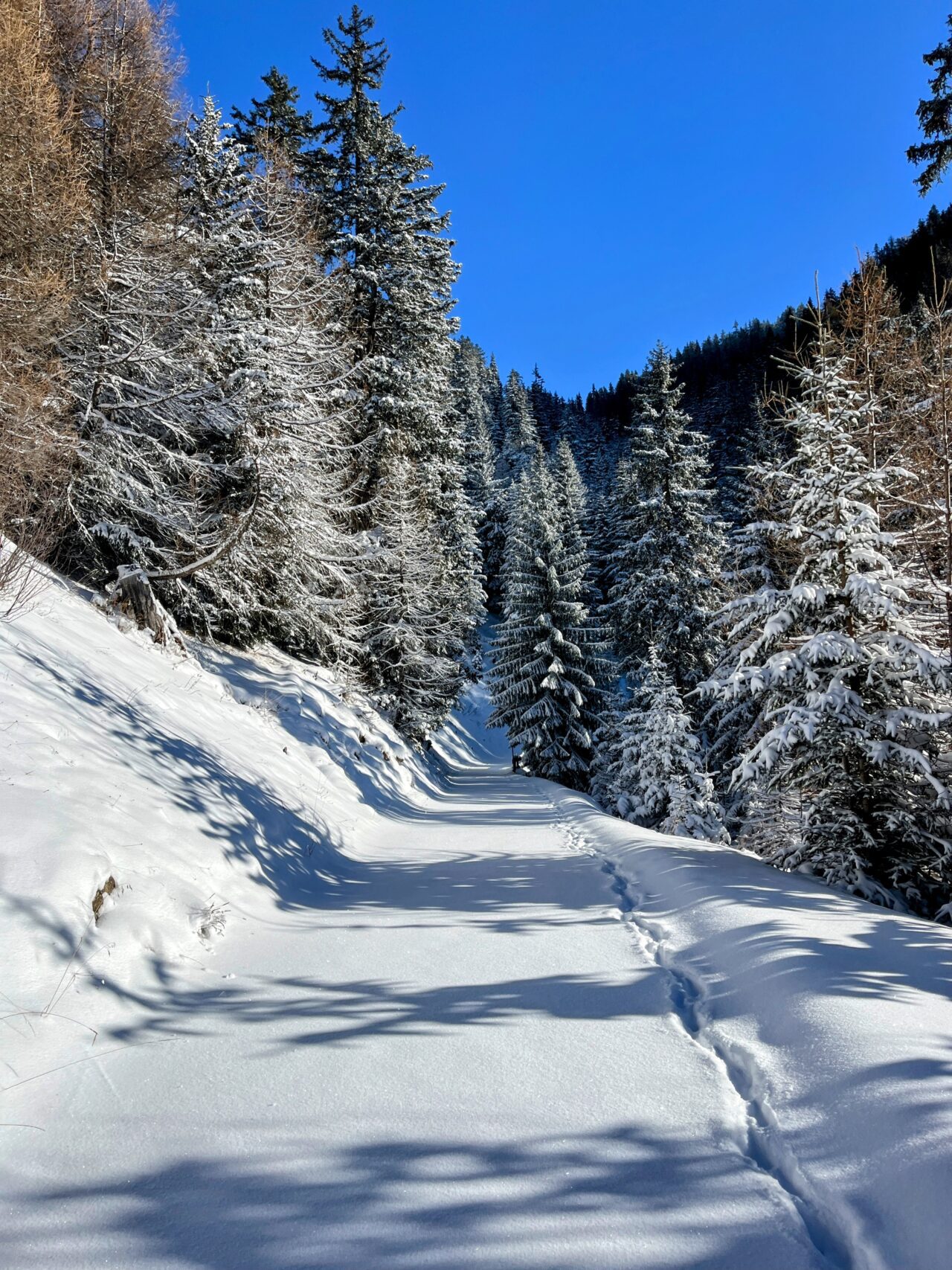 schneeschuhtour_alp_flix_573_schweizmobil_