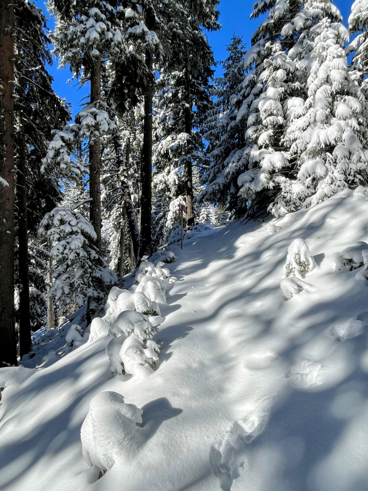 schneeschuhtour_alp_flix_573_schweizmobil_