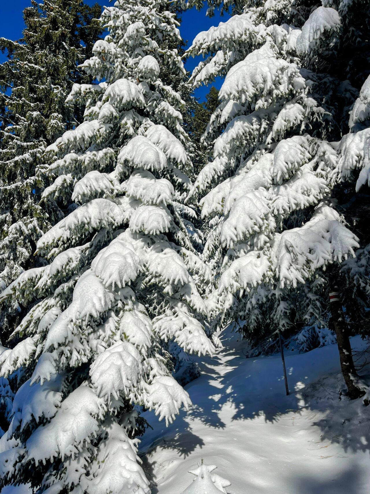 schneeschuhtour_alp_flix_573_schweizmobil_