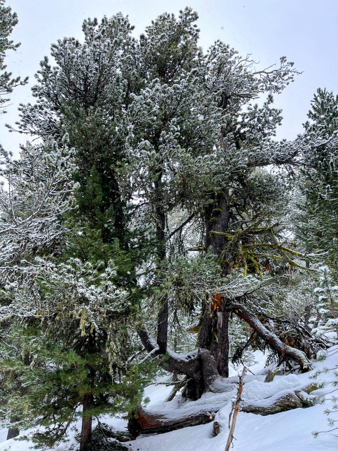 schneeschuhtour_via_silenzi_tag_1_s_charl_lü_